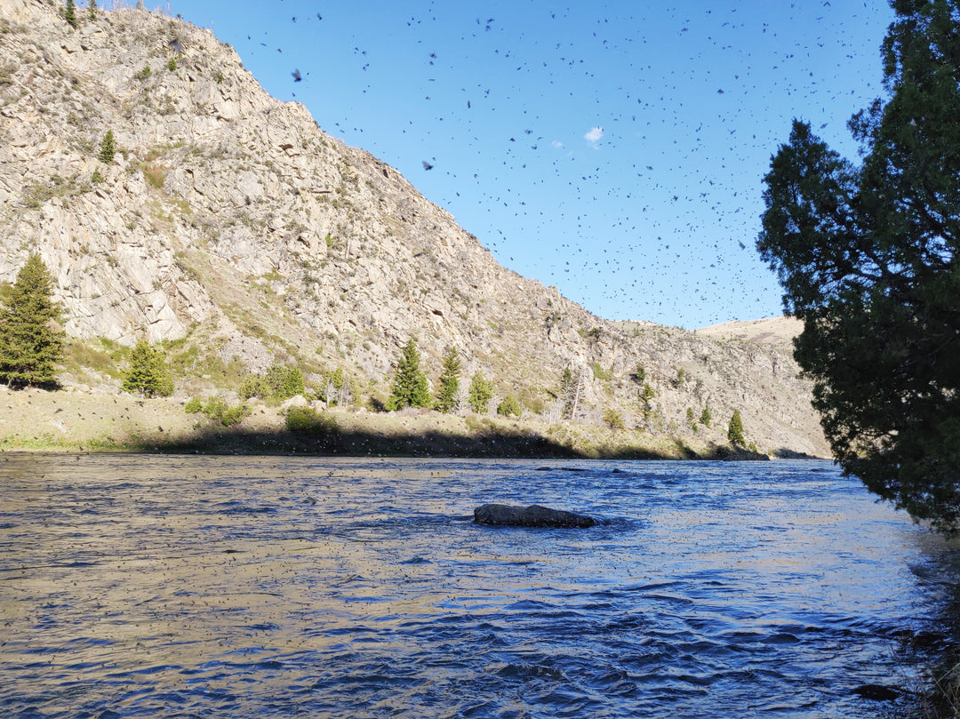 Lower Madison Caddis Hatch