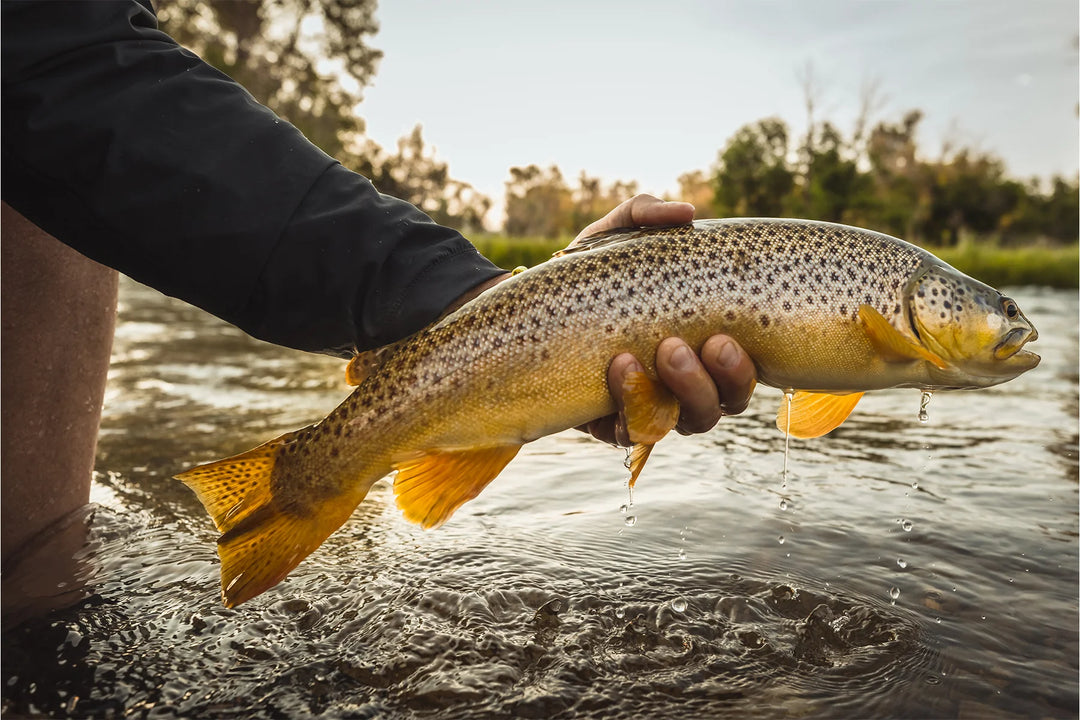 Dry Fly Fever