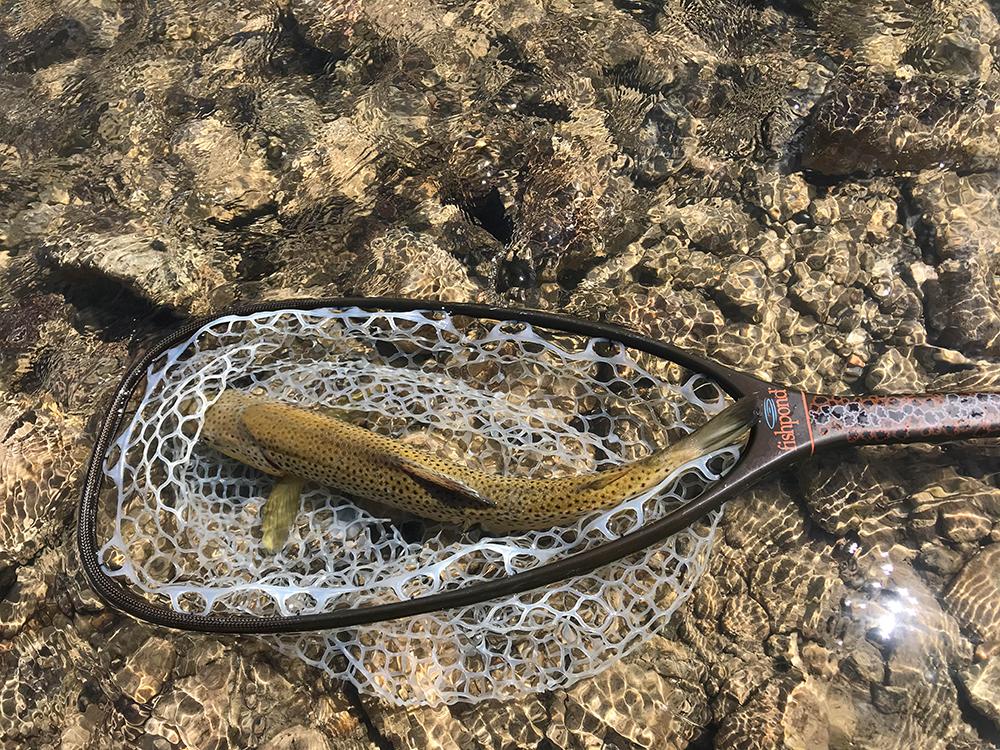 MADISON MOTHER'S DAY CADDIS HATCHES