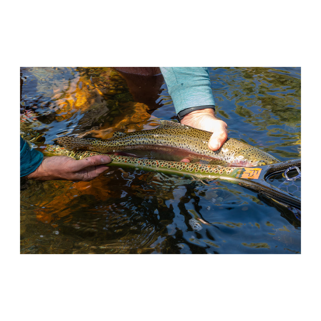 Fishpond Middle Fork Net Brown Trout