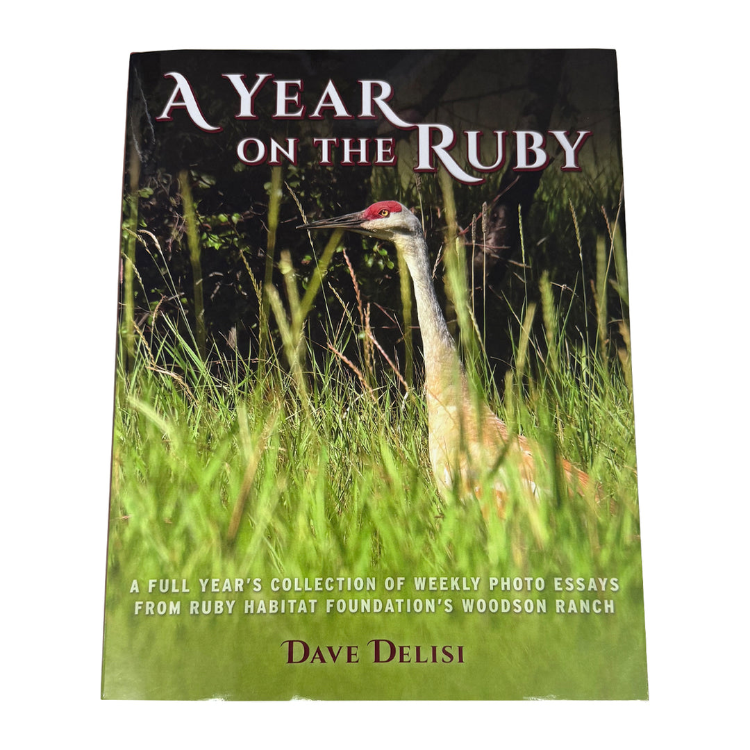 A Year On The Ruby by Dave Delisi