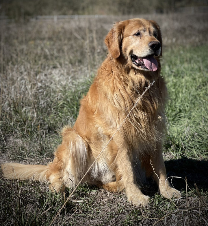 Bahamas Golden Retriever